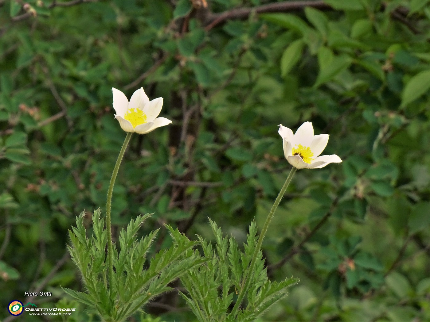 37 Pulsatilla alpina (Anemone alpino) allo zoom.JPG